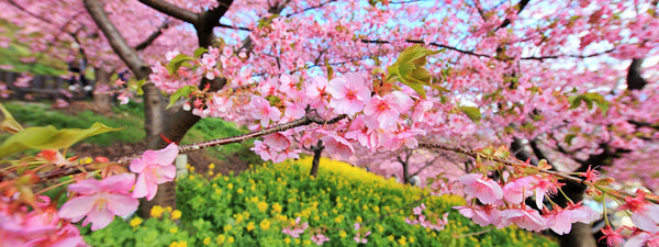 All About the Beautiful Cherry Blossoms of Japan