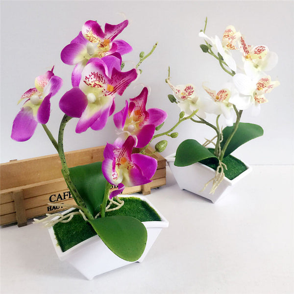 Silk Butterfly Orchid