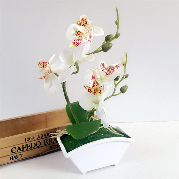 Silk Butterfly Orchid