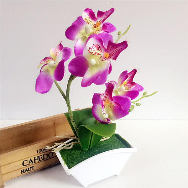 Silk Butterfly Orchid