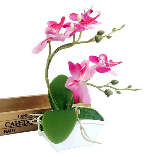 Silk Butterfly Orchid