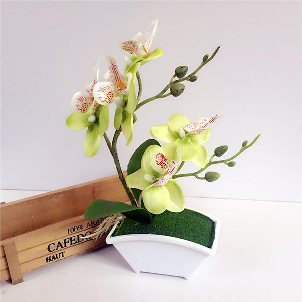 Silk Butterfly Orchid