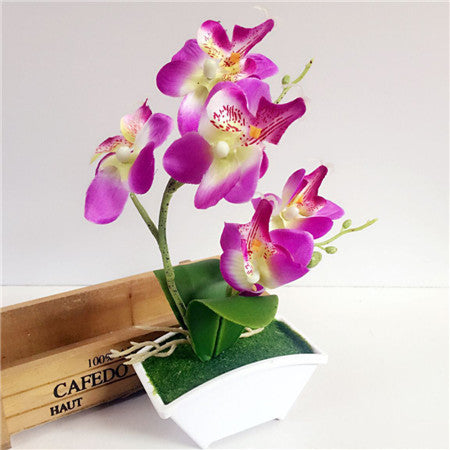 Silk Butterfly Orchid