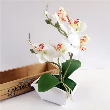 Silk Butterfly Orchid